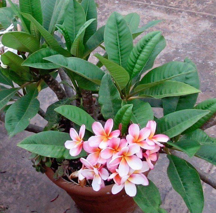 Plumeria - photo