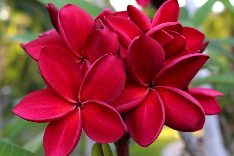Plumeria rouge