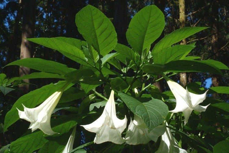 Brugmansia - photos