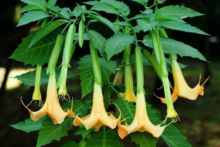 Brugmansia - photos