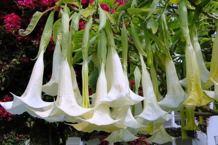 Brugmansie sud-américaine