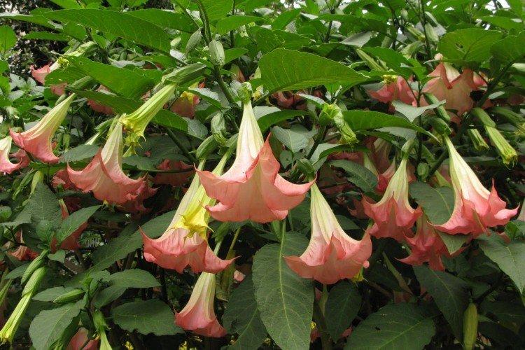 Brugmansia - photos