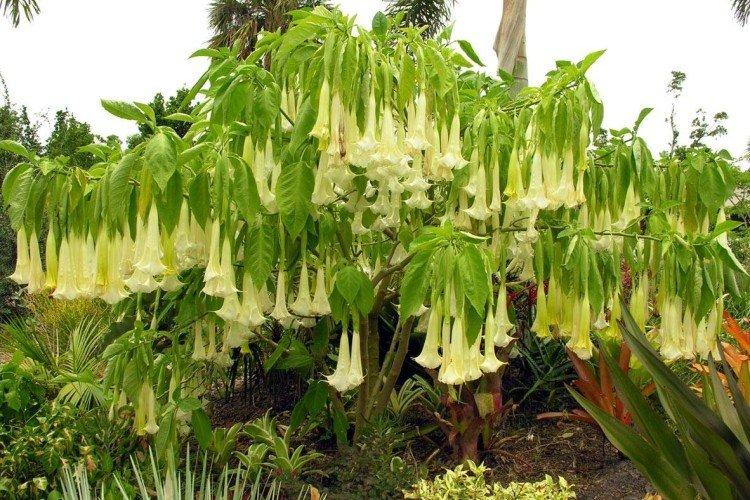 Brugmansia - photos