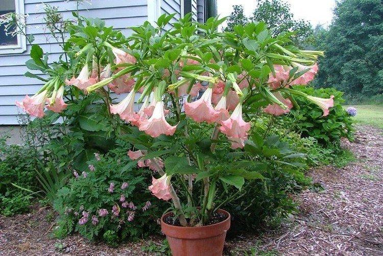 Brugmansia - photos