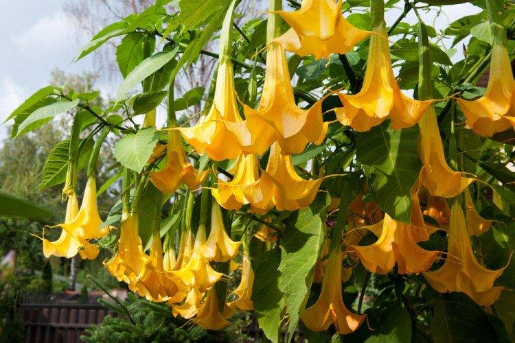 Brugmansia notable