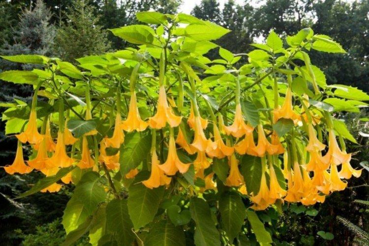 Brugmansia - photos