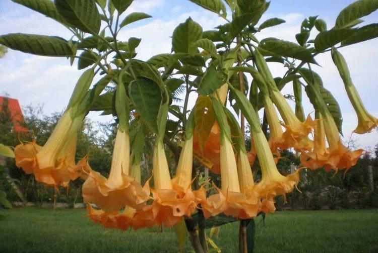 Brugmansia - photos