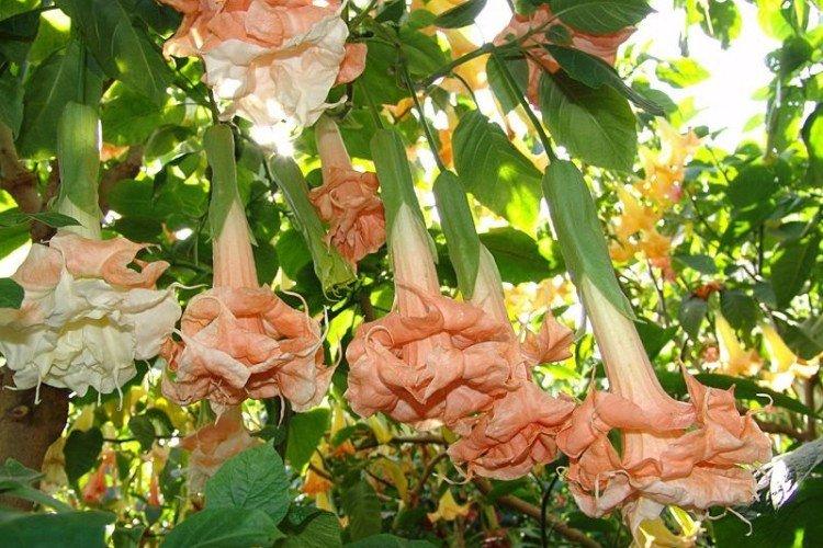 Brugmansia - photos
