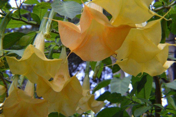 Brugmansia doré