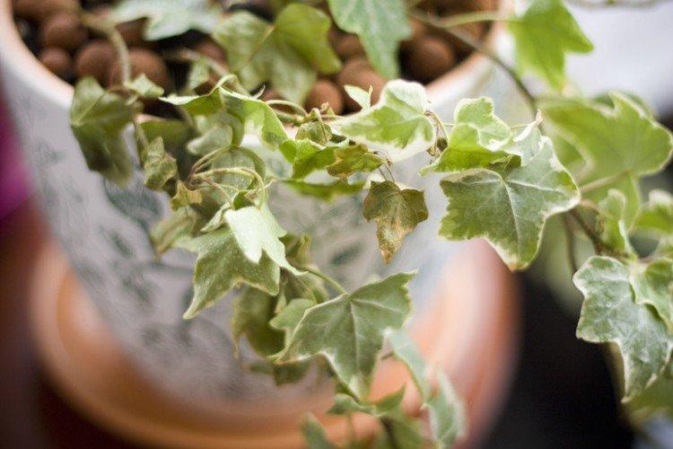 Lutte contre les parasites et les maladies