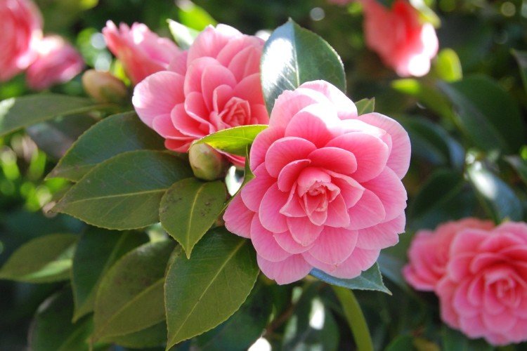 Camélia (50 photos): types, soins et plantation en plein champ