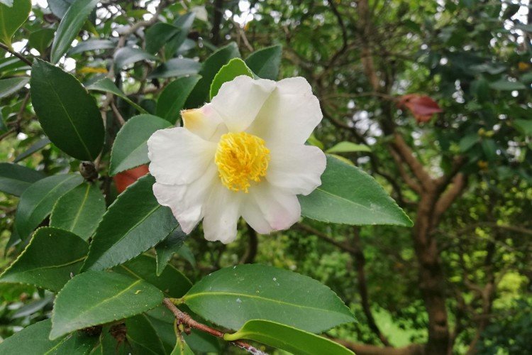 Camélia de montagne