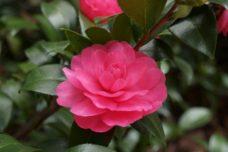 Camélia - photo