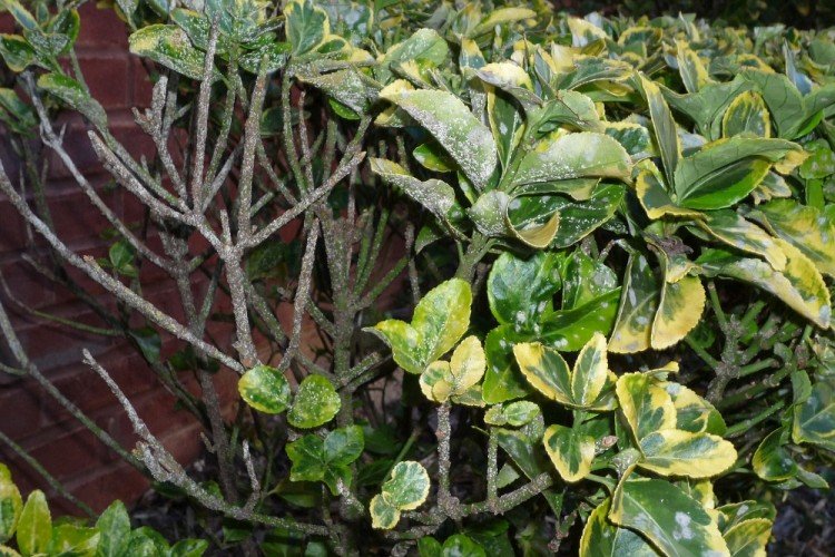 Lutte contre les parasites et les maladies