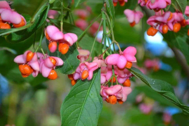 Euonymus - photo