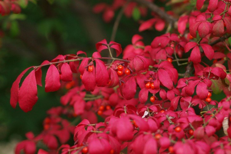 Euonymus - photo