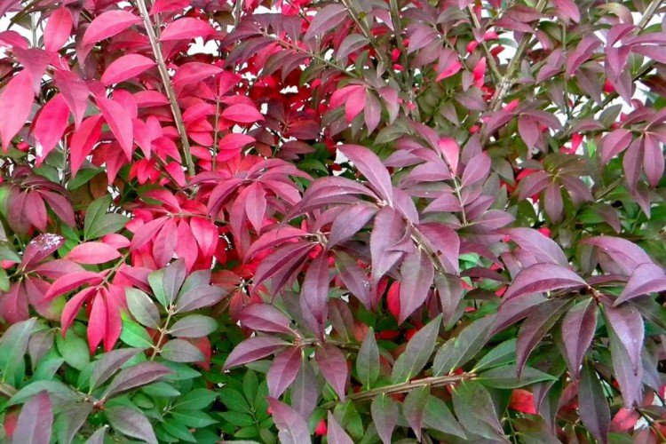 Euonymus - photo