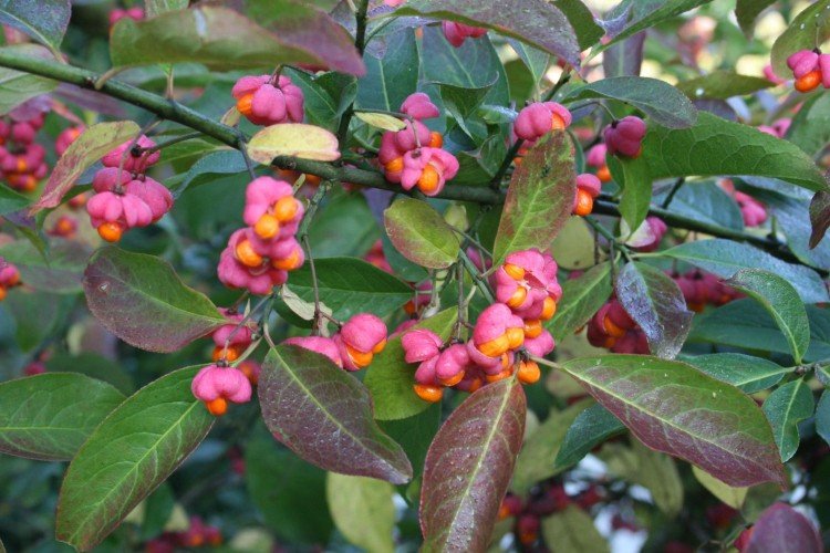 Euonymus - photo