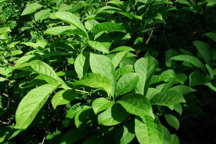 Euonymus à feuilles larges
