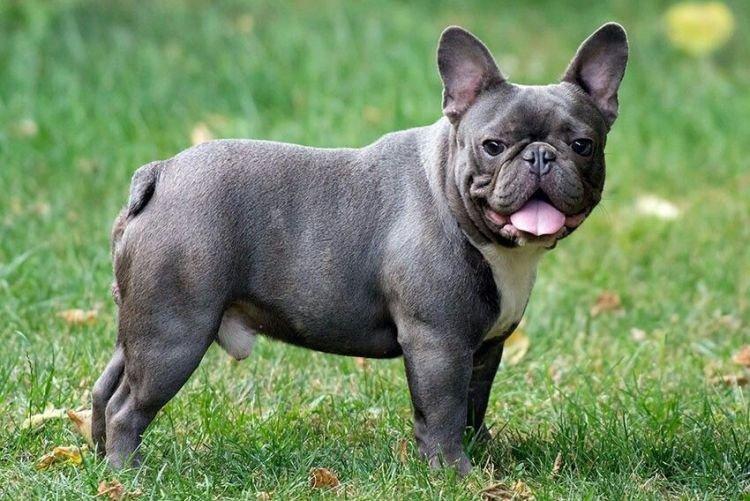 Apparence - Bouledogue Français