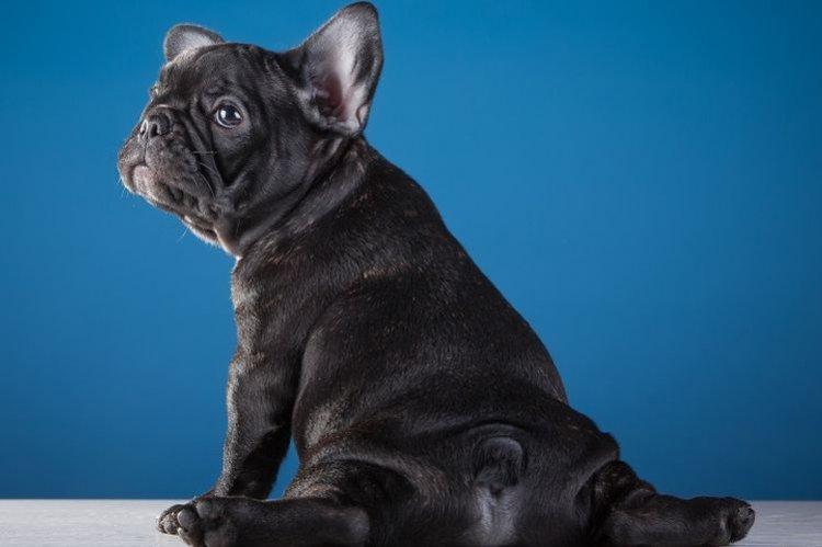 Personnage - Bouledogue Français