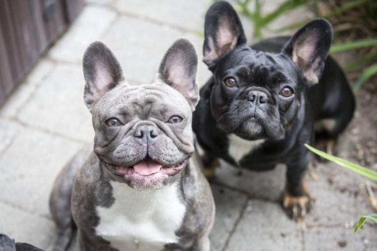 Soins - Bouledogue Français