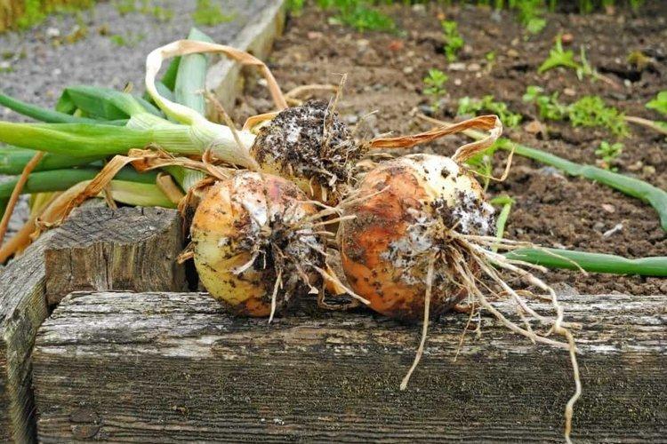 Le principe d'action du fongicide Quadris