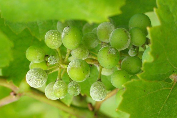 Recommandations d'utilisation du fongicide Quadris