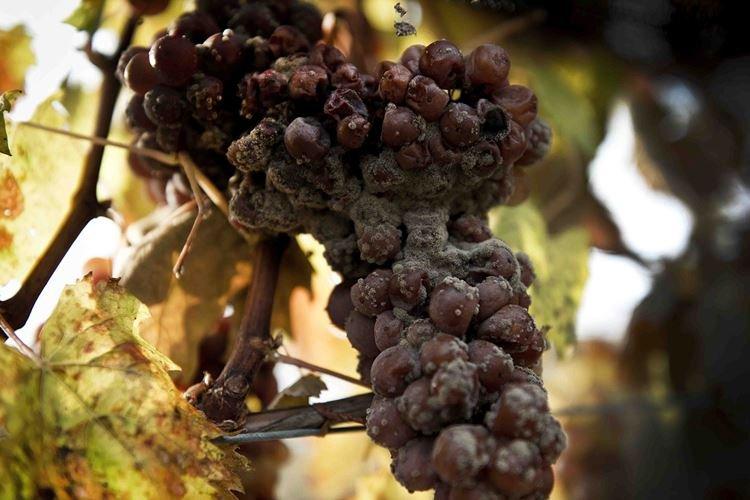 Application du fongicide Strobi