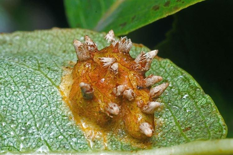 Dosage du fongicide Strobi