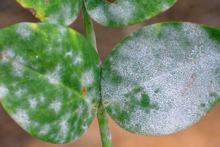 Le principe d'action du fongicide Topaz