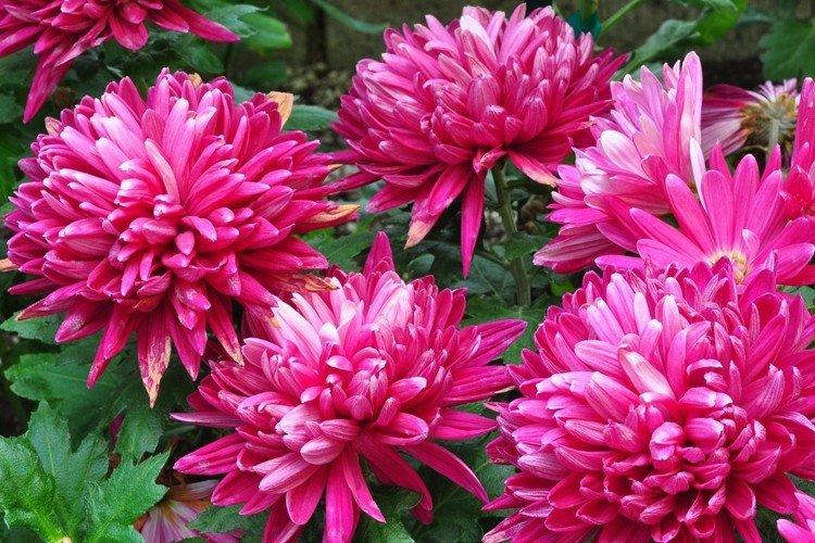 Informations générales - Dahlias