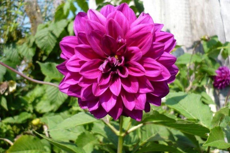 Pivoine Dahlias - Types de Dahlias