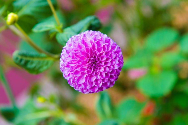 Pompon Dahlias - Types de Dahlias
