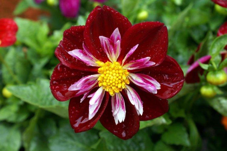 Collier Dahlias - Types de Dahlias