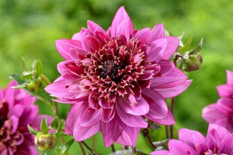 Anémone Dahlias - Types de Dahlias