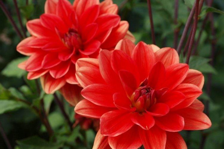 Dahlias nymphéens - Types de Dahlias