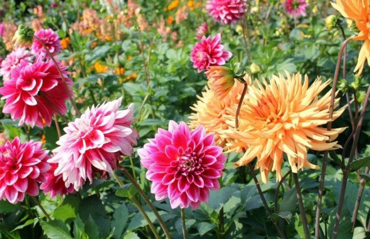 Éclairage - Dahlia Care