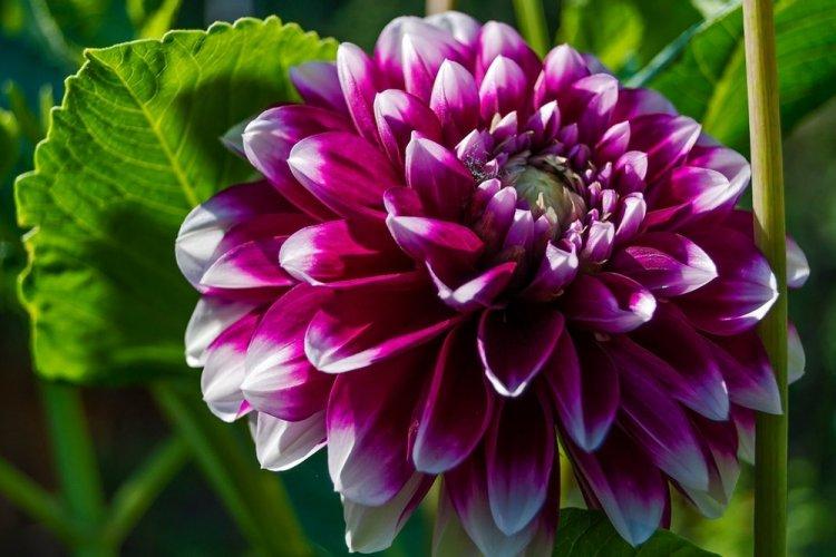 Dahlias - photo