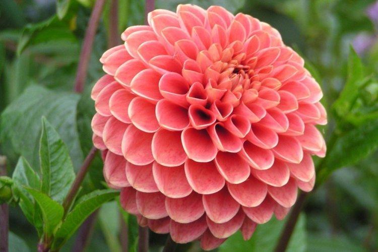 Dahlias - photo
