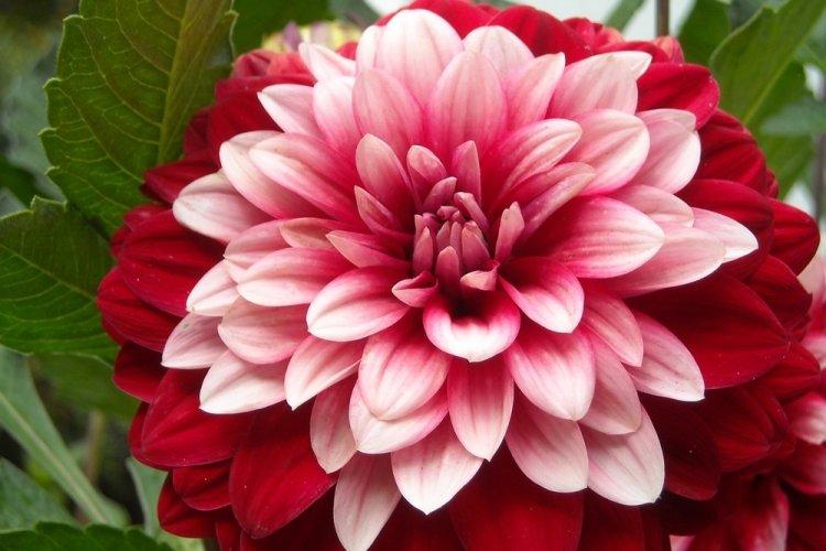 Dahlias - photo