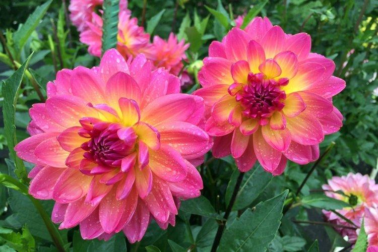 Dahlias - photo