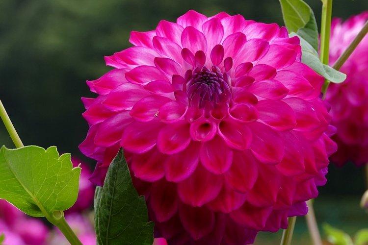 Dahlias - photo