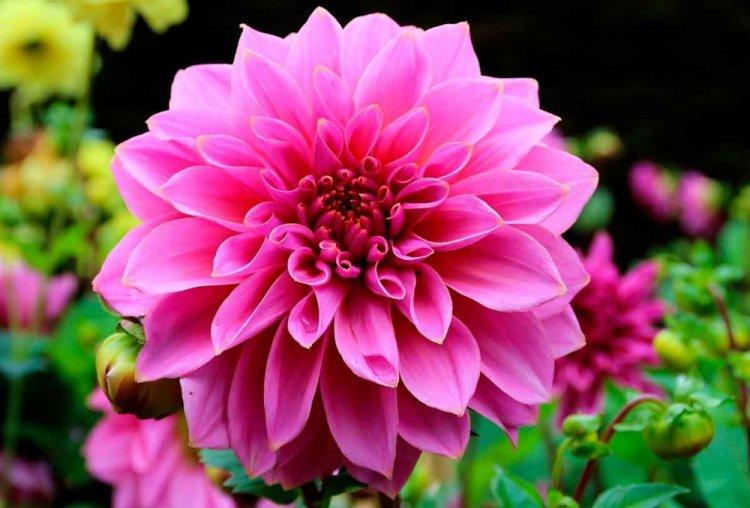 Dahlias - photo