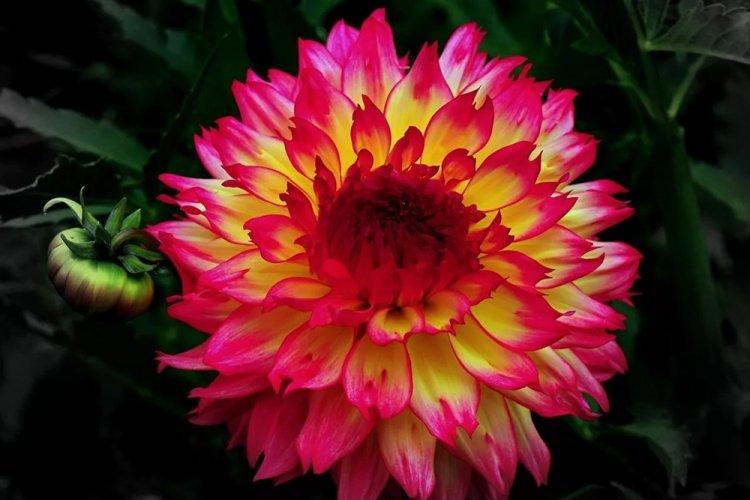 Dahlias - photo