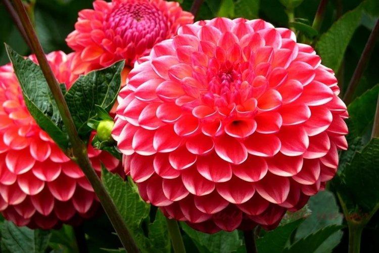 Dahlias - photo