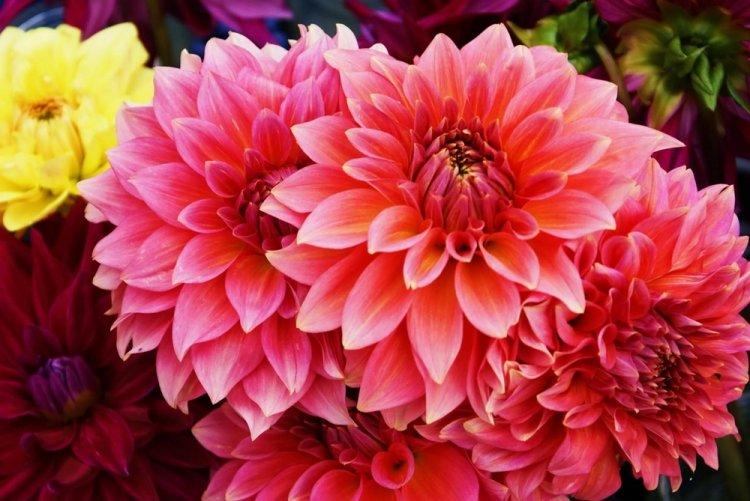 Dahlias - photo