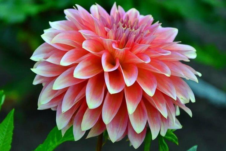 Dahlias - photo
