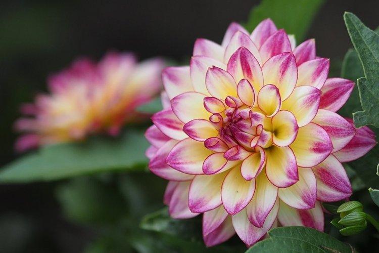 Dahlias - photo