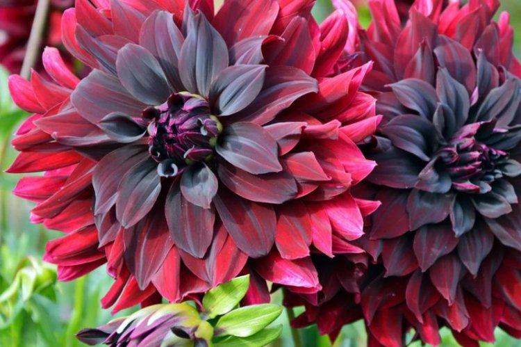 Dahlias - photo
